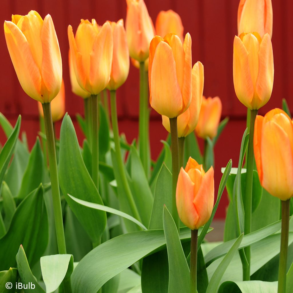 Tulipano Generaal De Wet