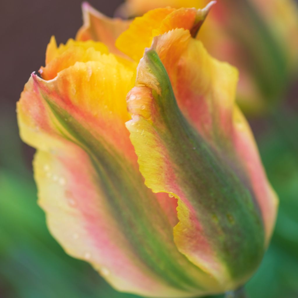 Tulipano Viridiflora Golden Artist