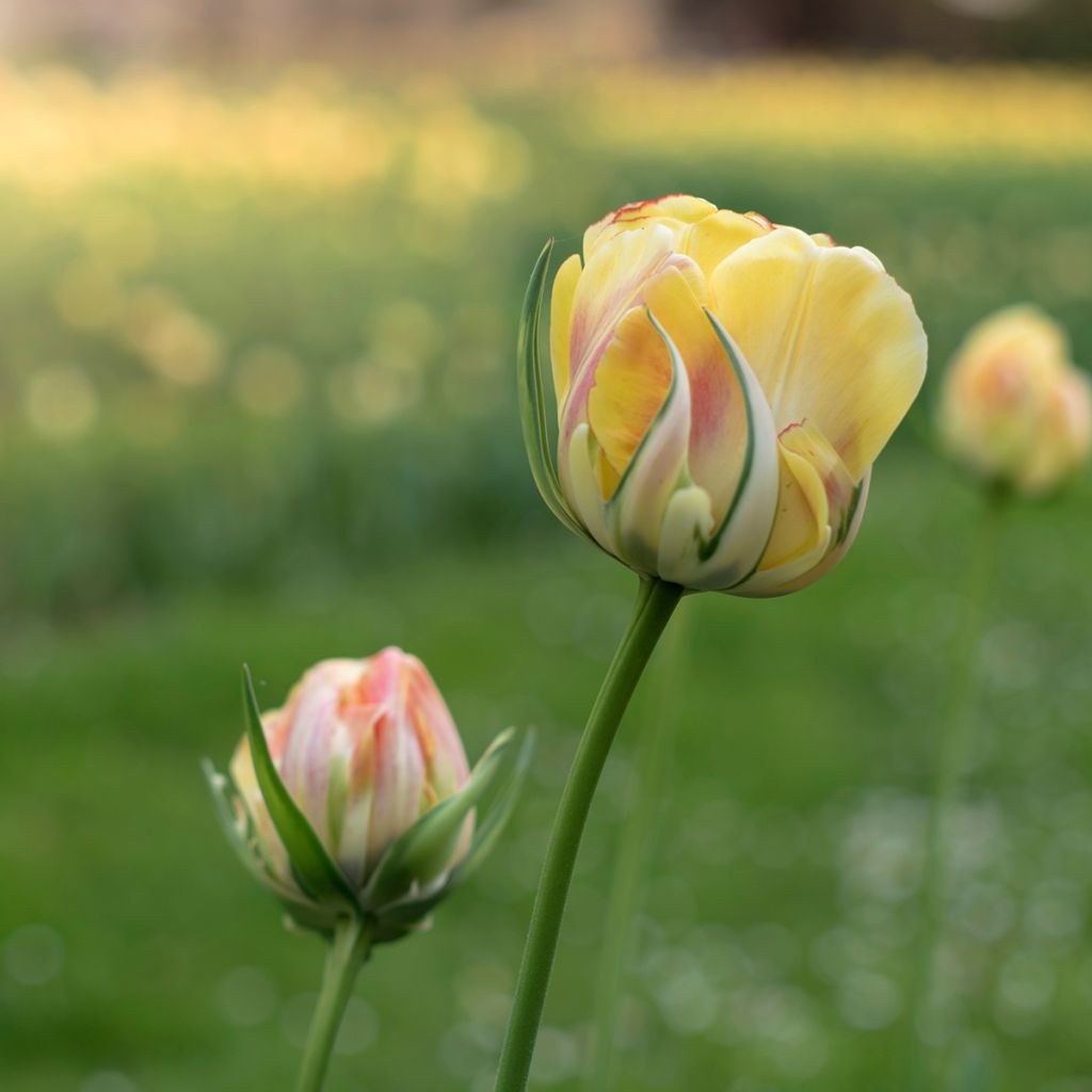 Tulipano Viridiflora Golden Artist
