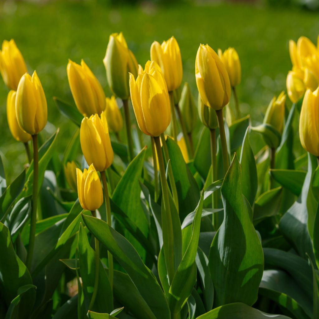 Tulipano Trionfo Bellona