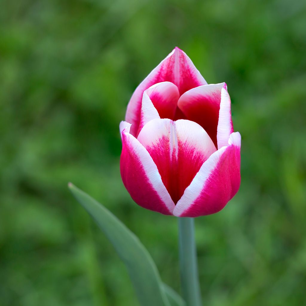 Tulipano Darwin Candy Apple Delight