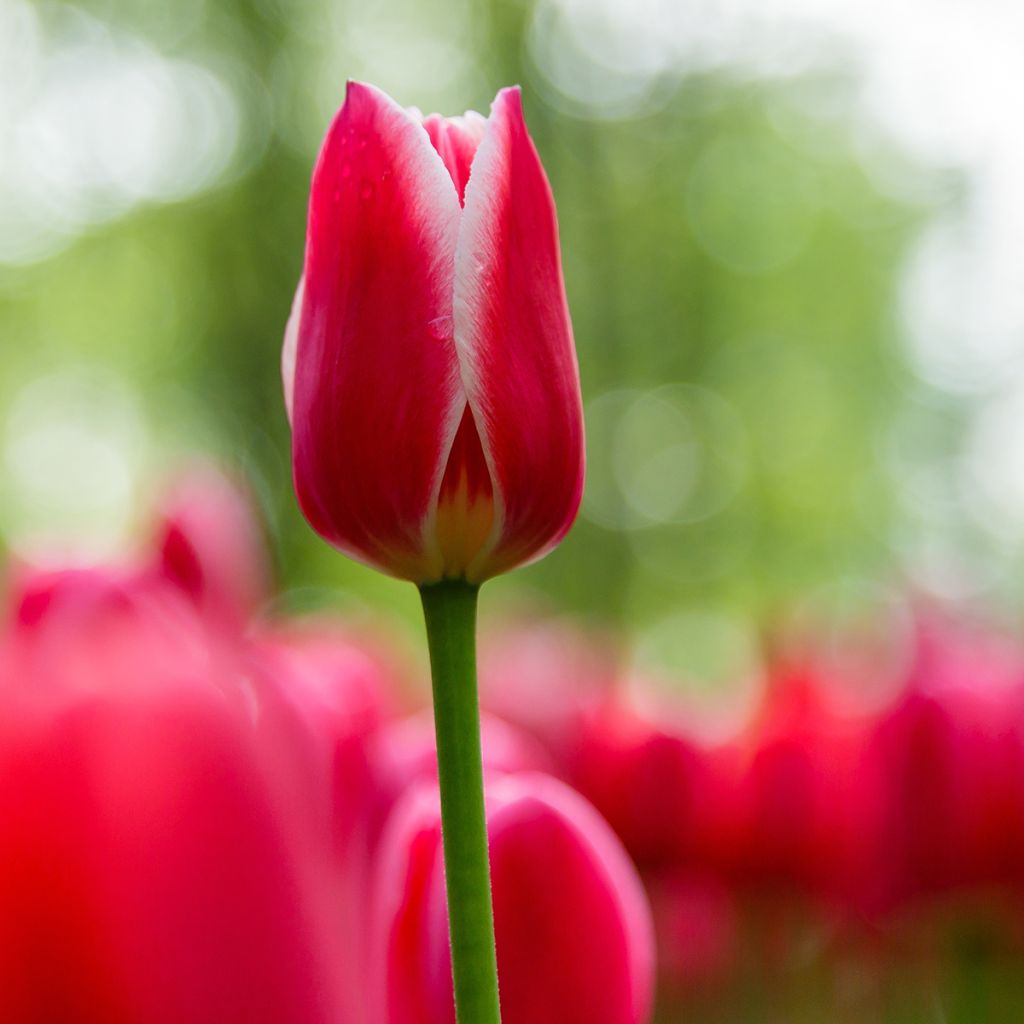 Tulipano Darwin Candy Apple Delight