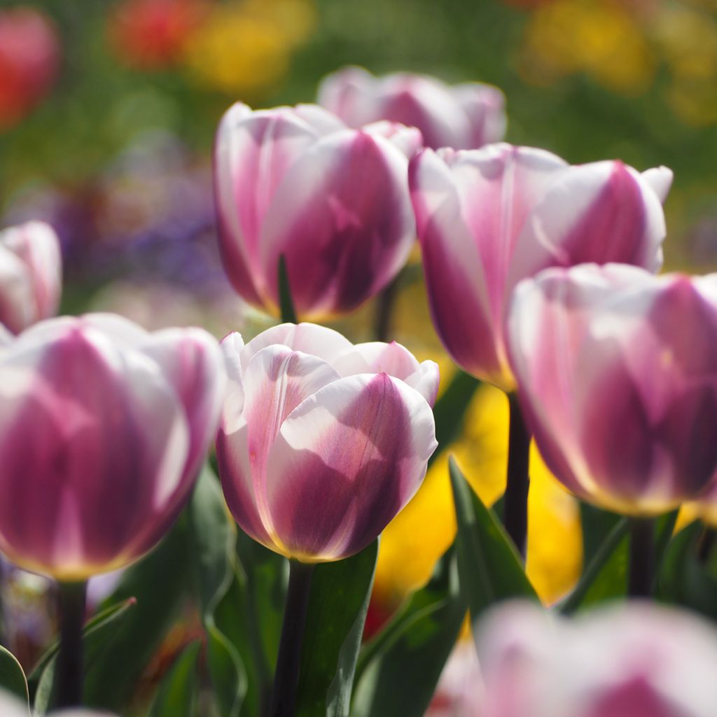 Tulipano Darwin Royal Pride