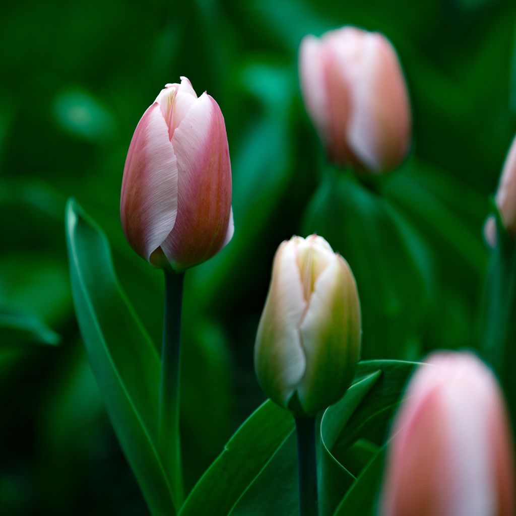 Tulipano Darwin Royal Pride