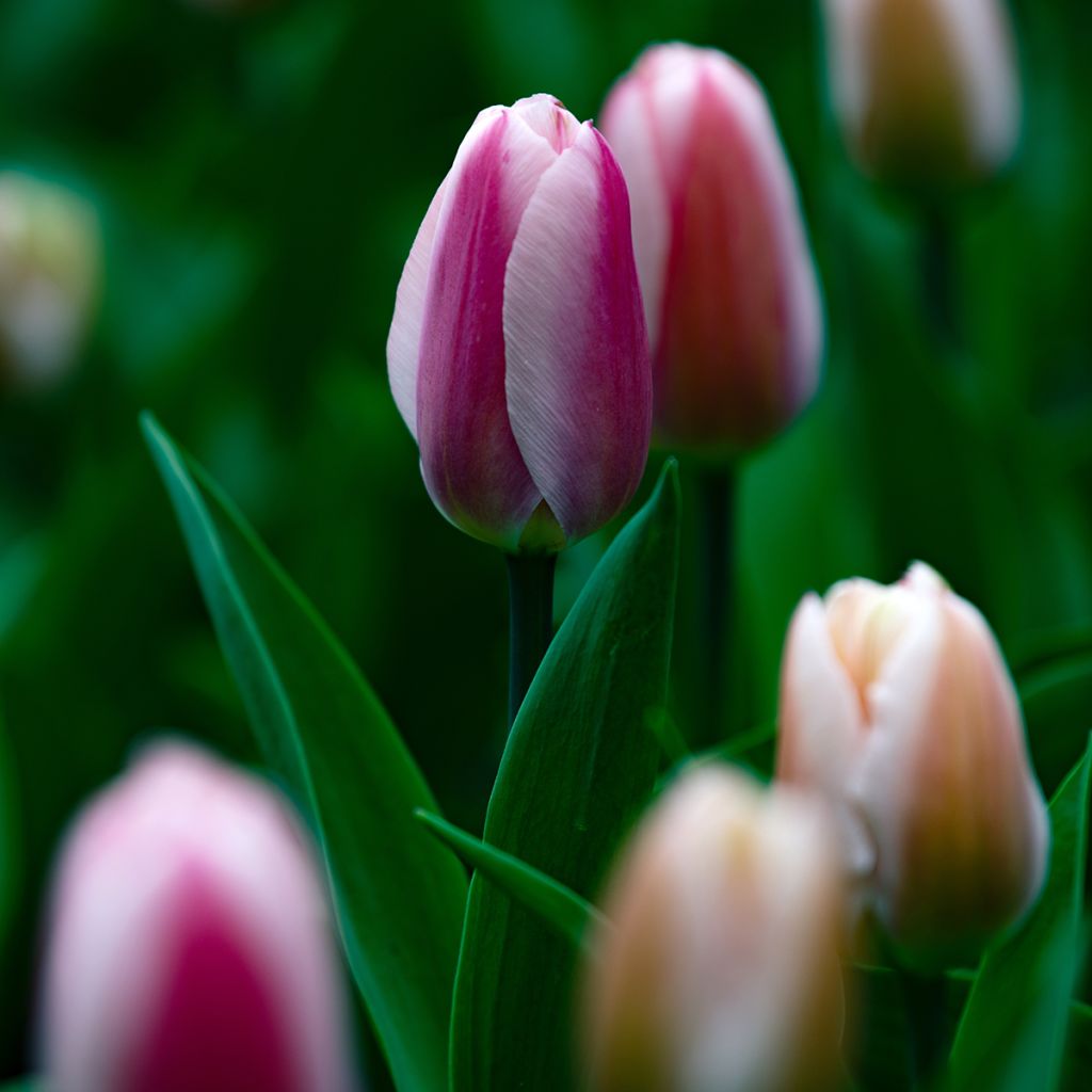 Tulipano Darwin Royal Pride