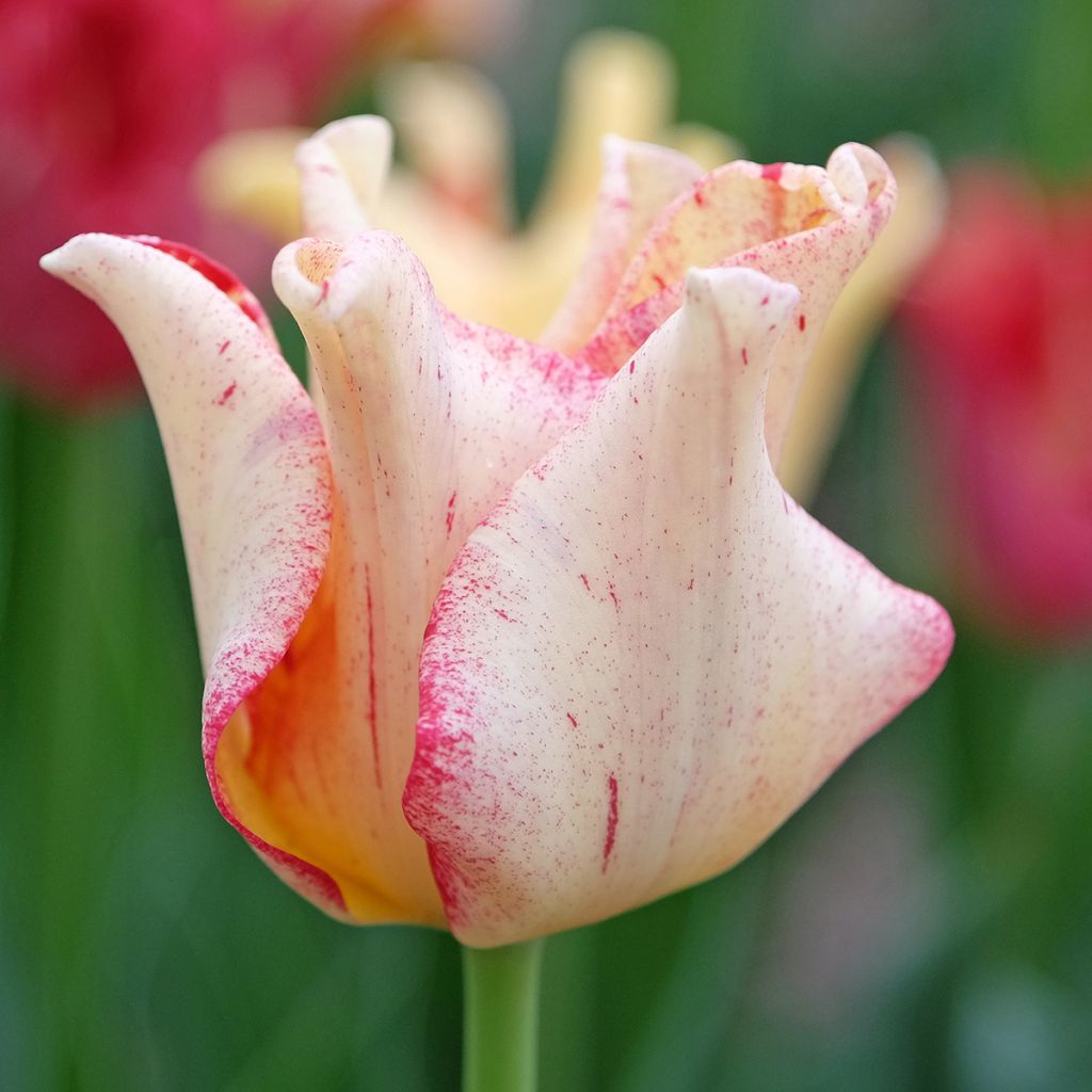 Tulipano Coronet Crown