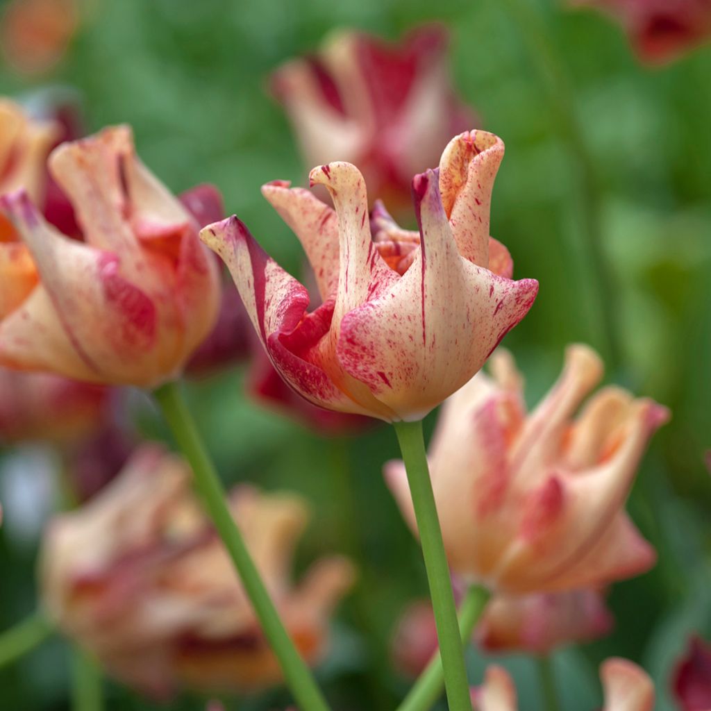 Tulipano Coronet Crown