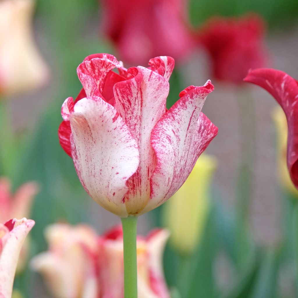 Tulipano Coronet Crown