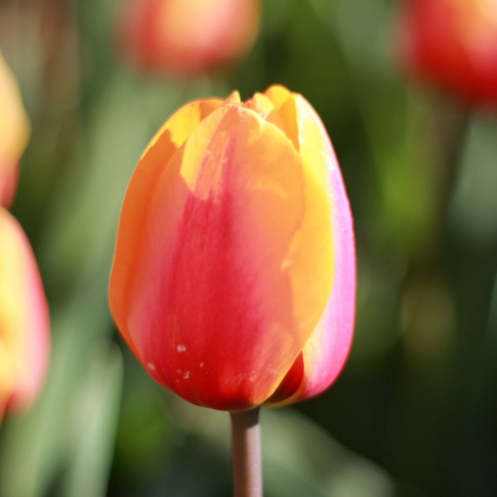 Tulipano Trionfo Apricot Favourite