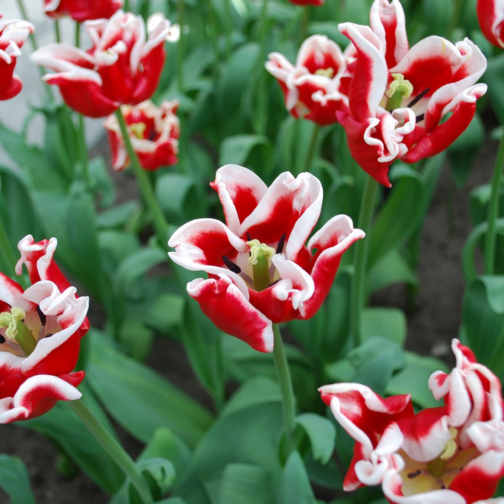 Tulipano Trionfo Elegant Crown