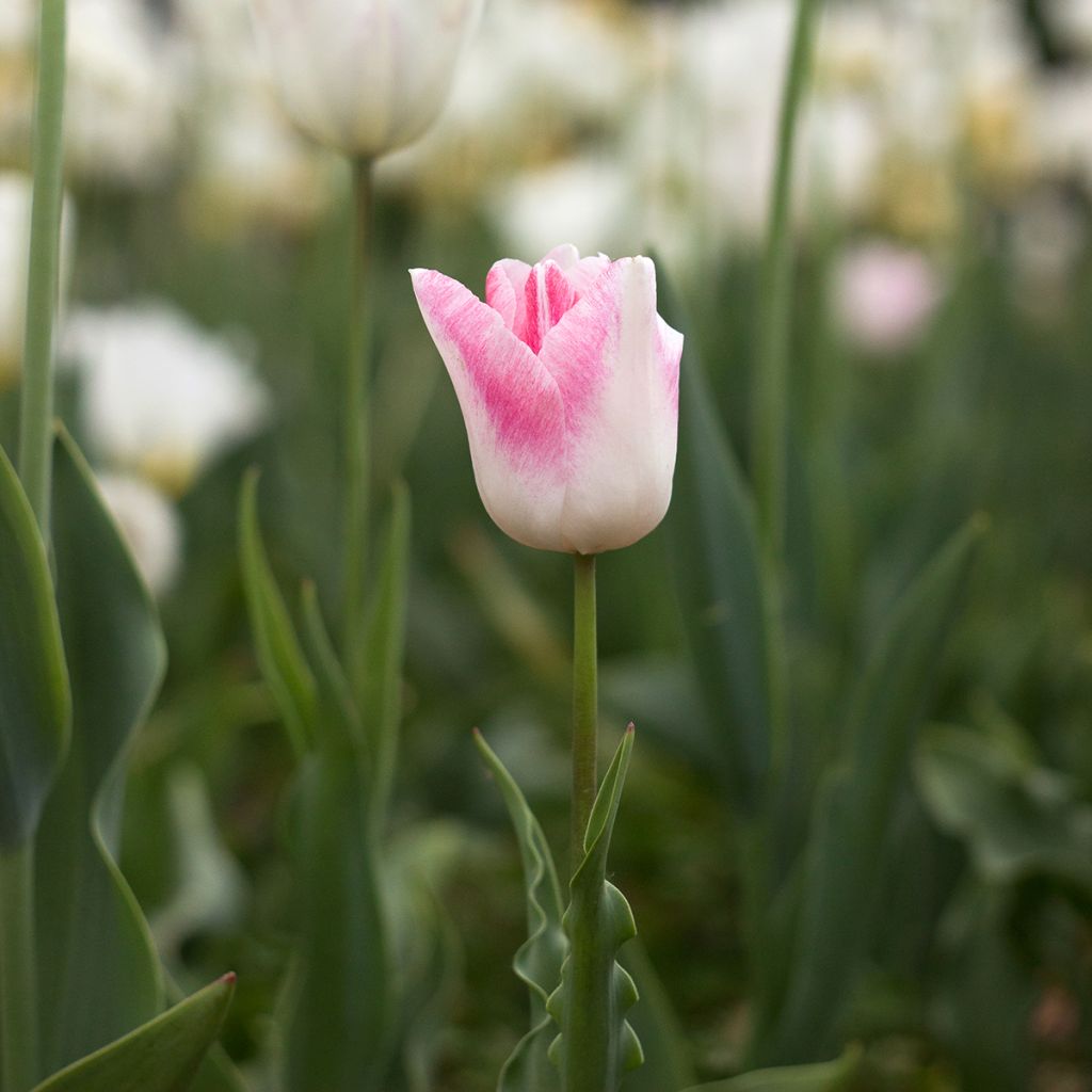Tulipano Trionfo Kyoko Takahashi