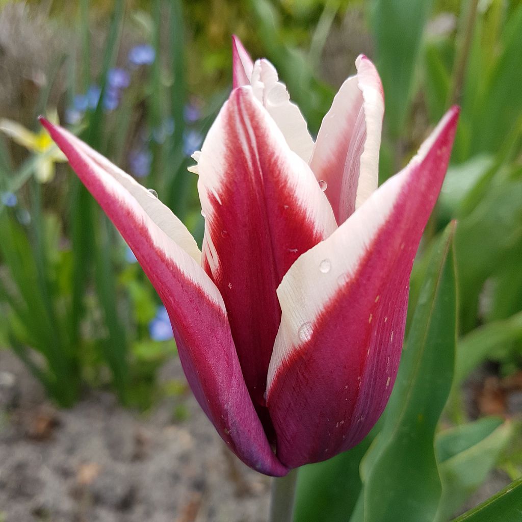 Tulipano Trionfo Rajka