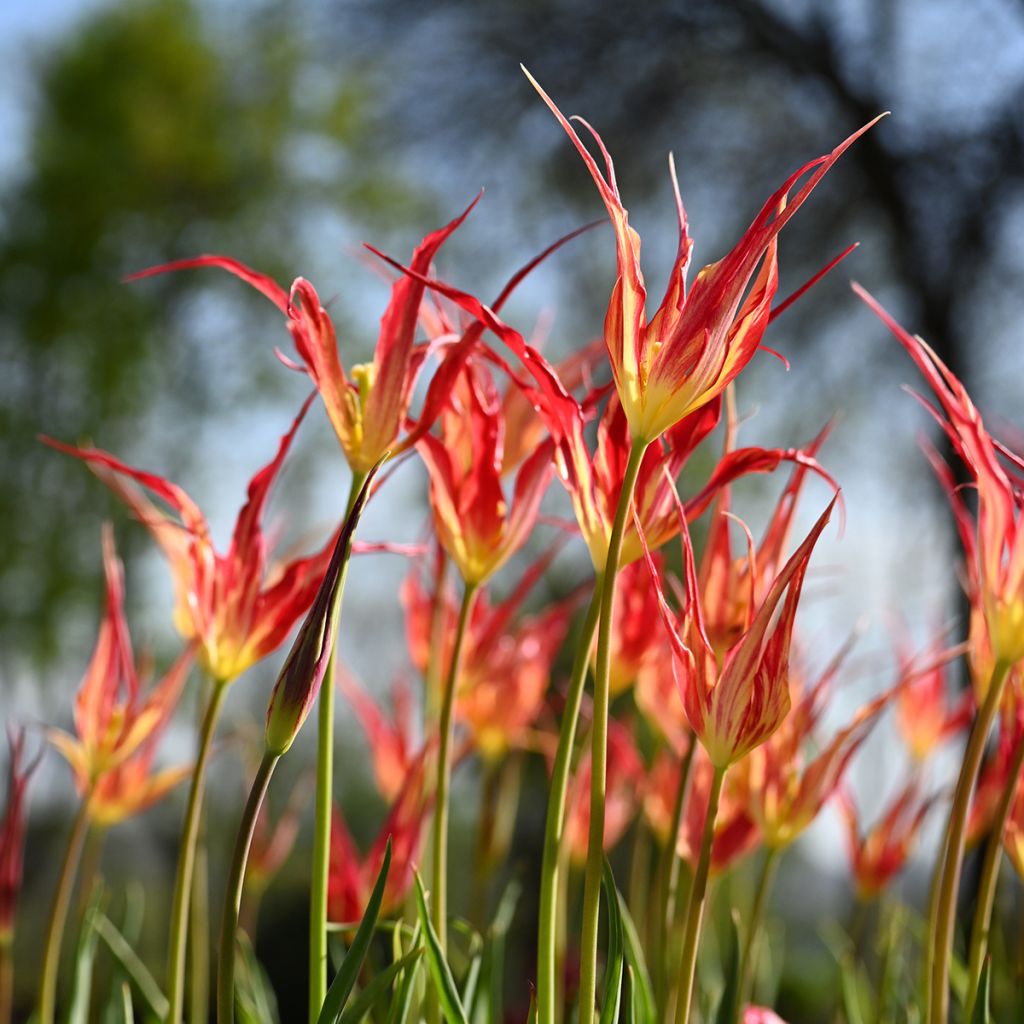 Tulipano acuminata - Tulipano botanico