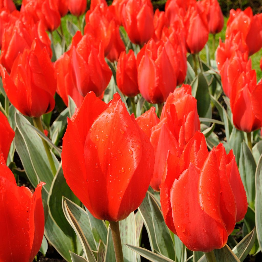 Tulipano greigii Rob Verlinden