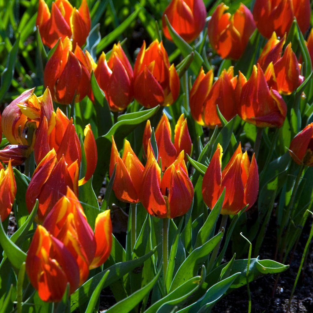 Tulipano schrenkii - Tulipano selvatico