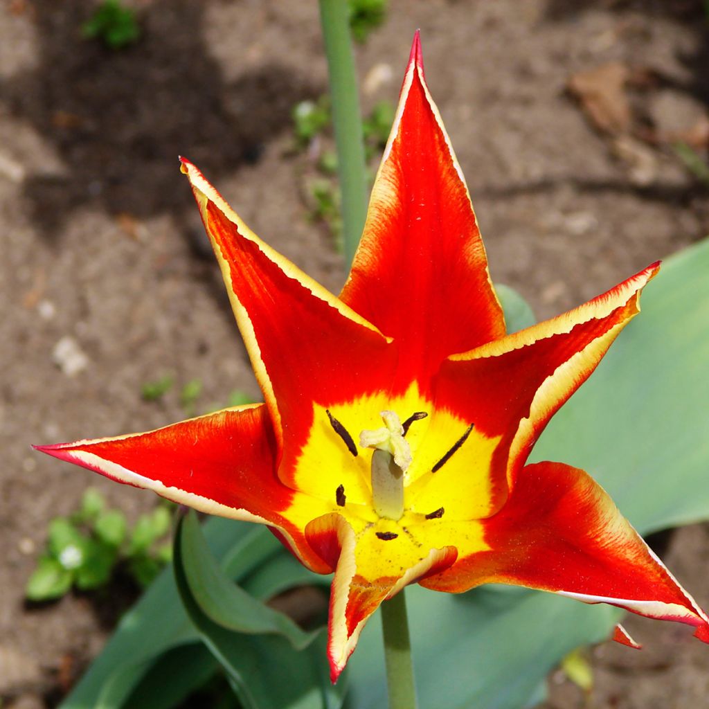 Tulipano schrenkii - Tulipano selvatico
