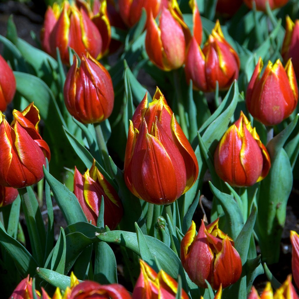 Tulipano schrenkii - Tulipano selvatico