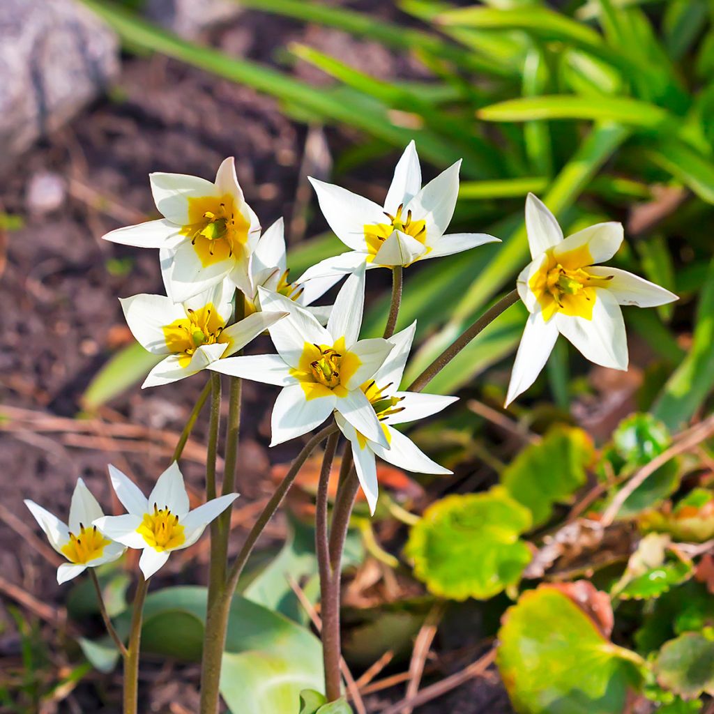 Tulipano turkestanica - Tulipano selvatico