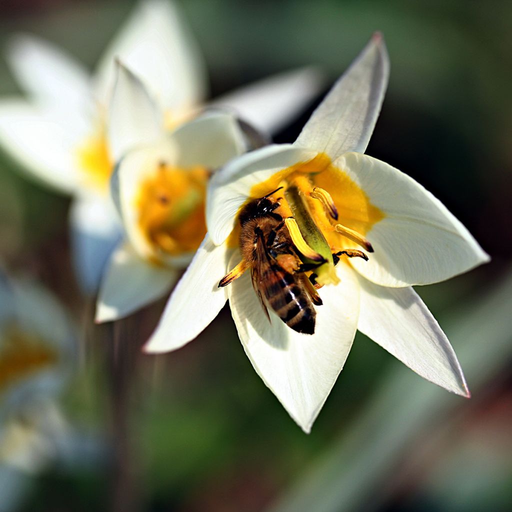 Tulipano turkestanica - Tulipano selvatico