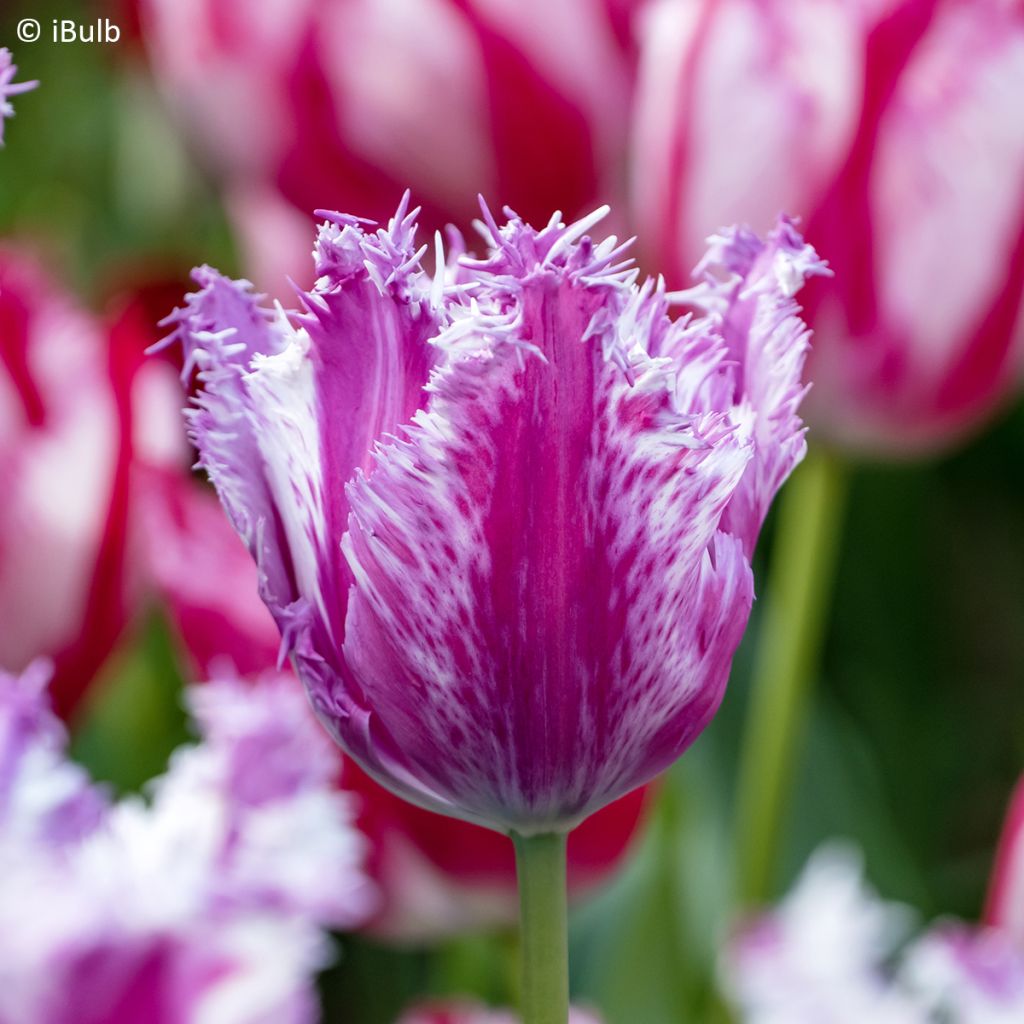 Tulipano sfrangiato Purple Circus