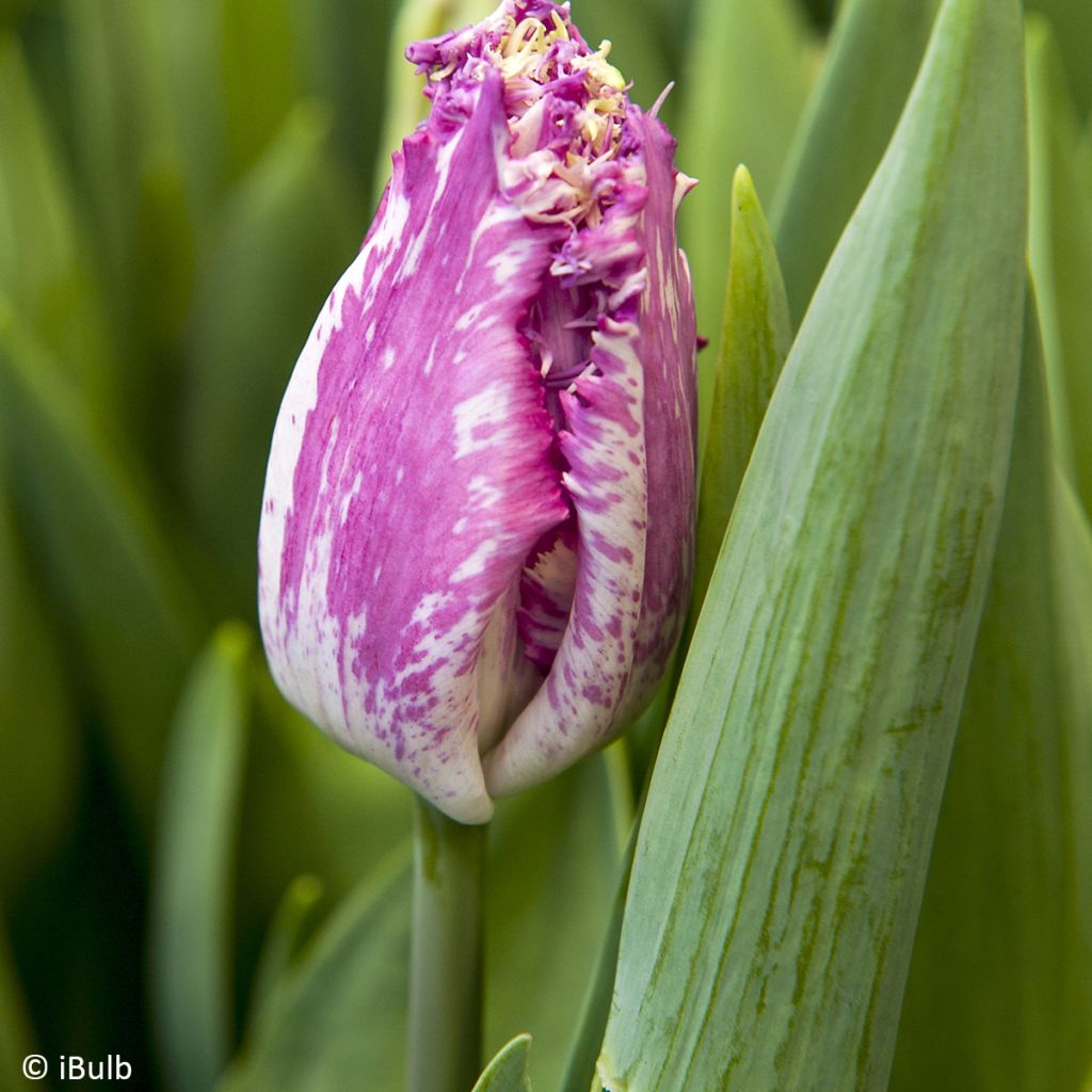 Tulipano sfrangiato Purple Circus