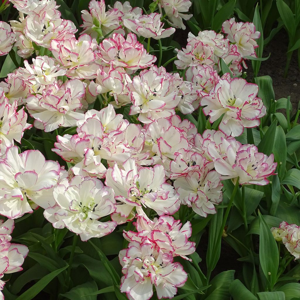 Tulipano Belicia