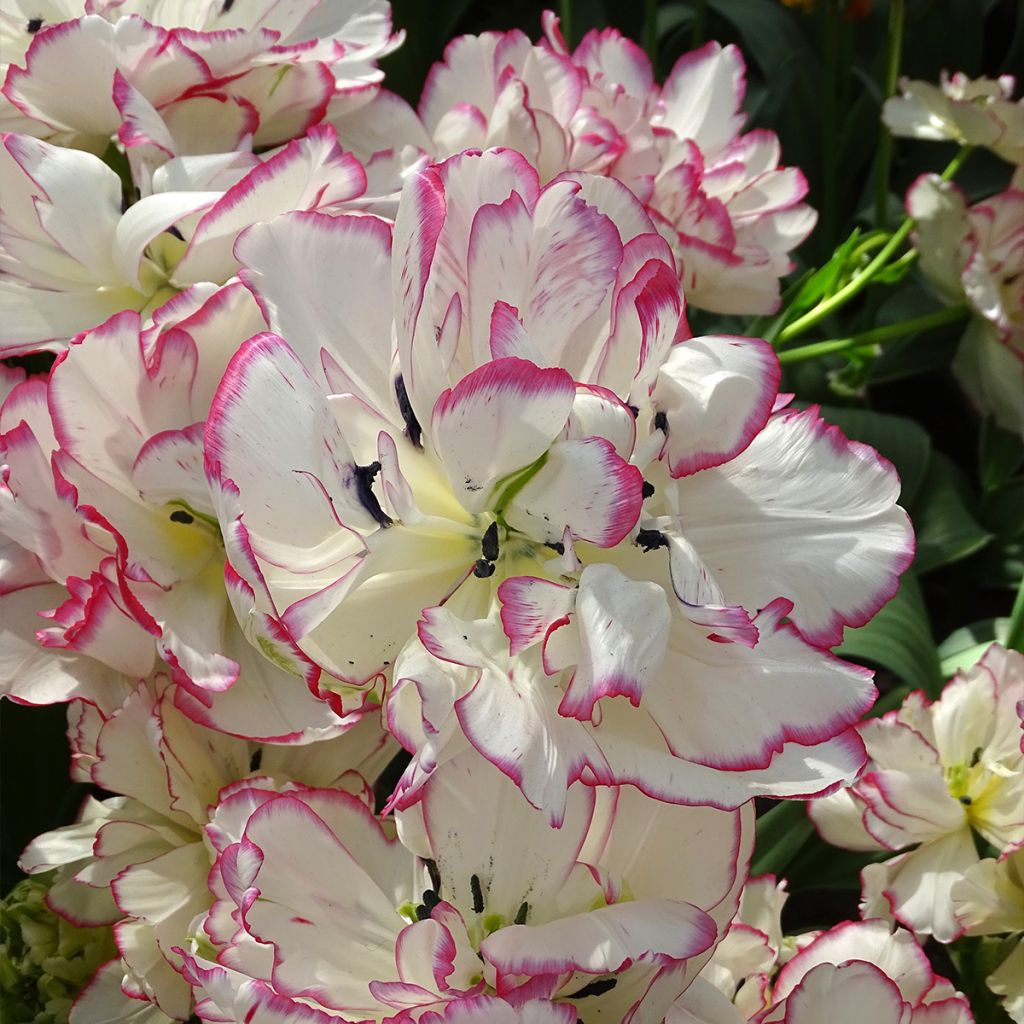 Tulipano Belicia