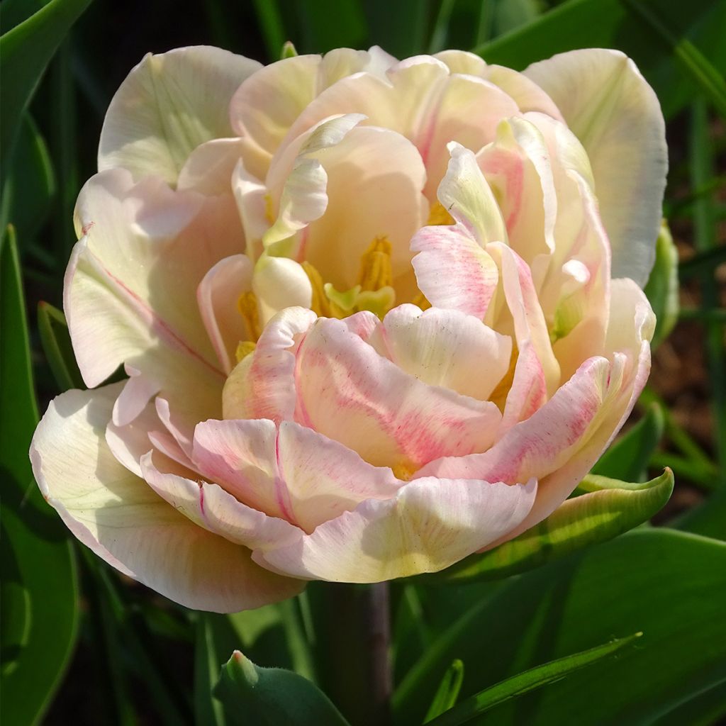 Tulipano Foxtrot