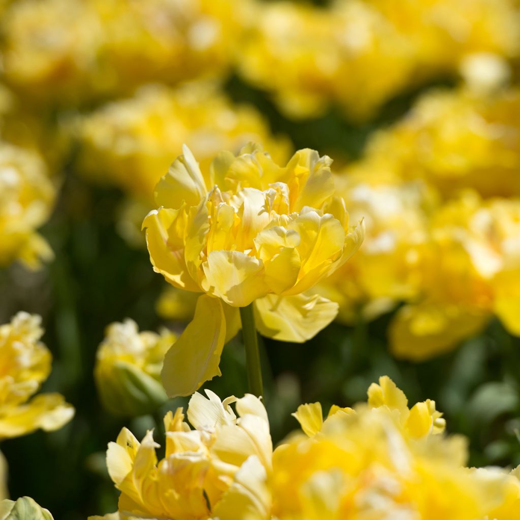 Tulipano Doppio Precoce Yellow Margarita