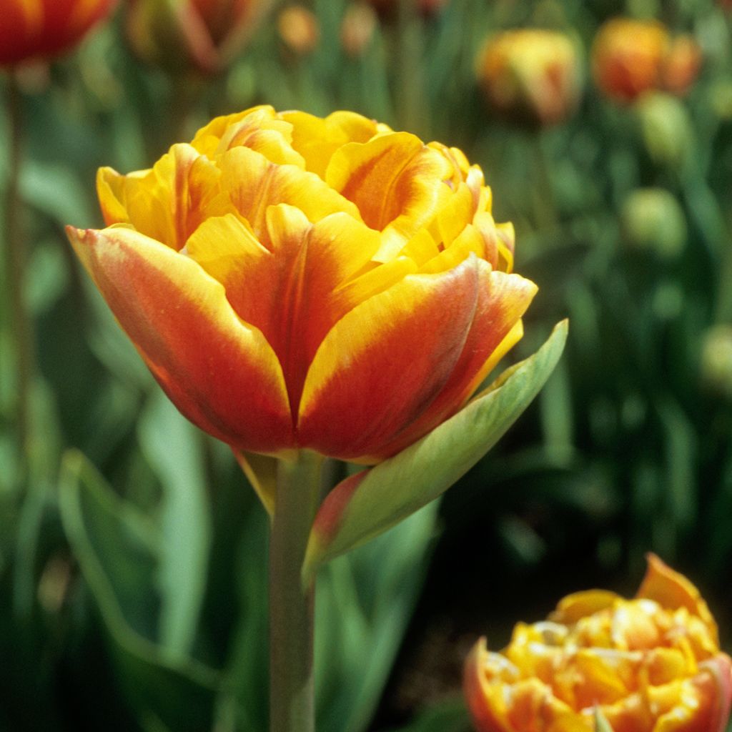 Tulipano Doppio Tardivoe Bonanza