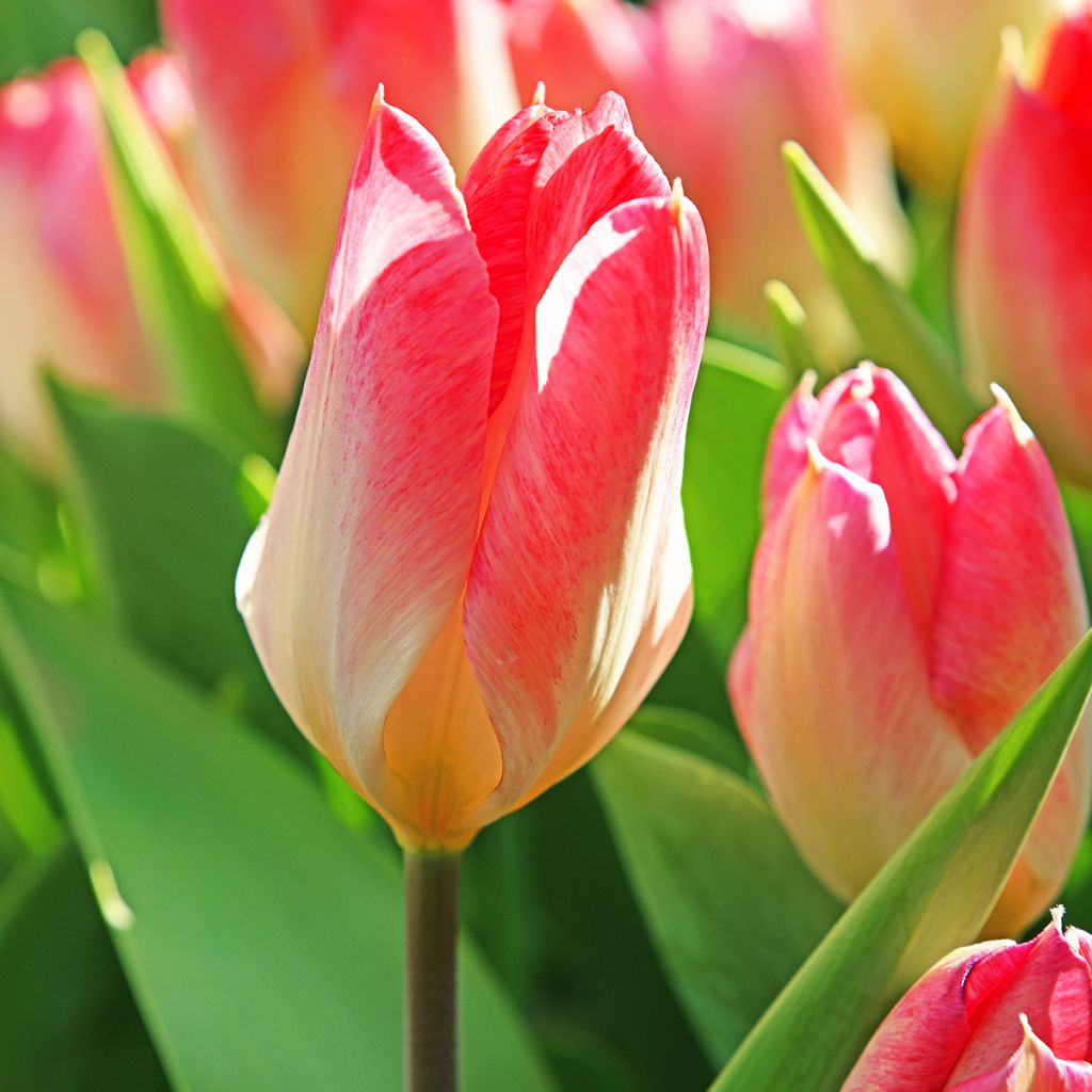Tulipano fosteriana Flaming Purissima