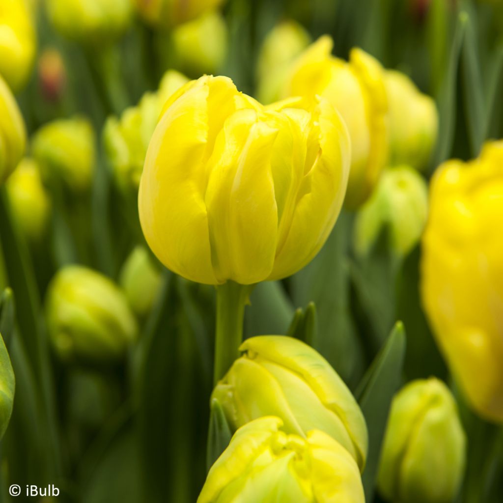 Tulipano Fosteriana Yellow Empress