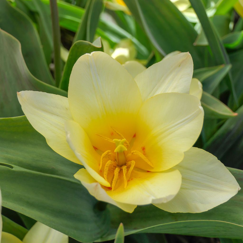 Tulipano greigii White Fire