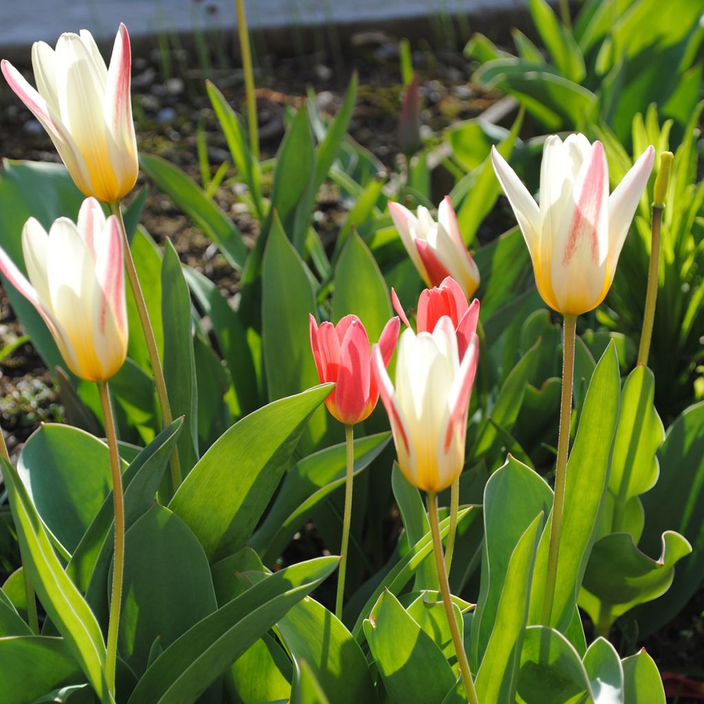 Tulipano kaufmanniana Hope