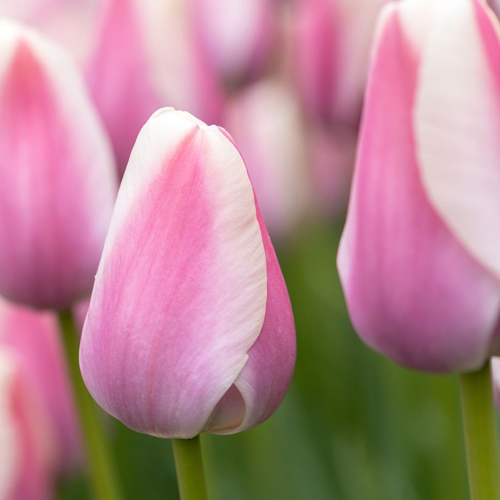 Tulipano semplice precoce Mandy's Choice