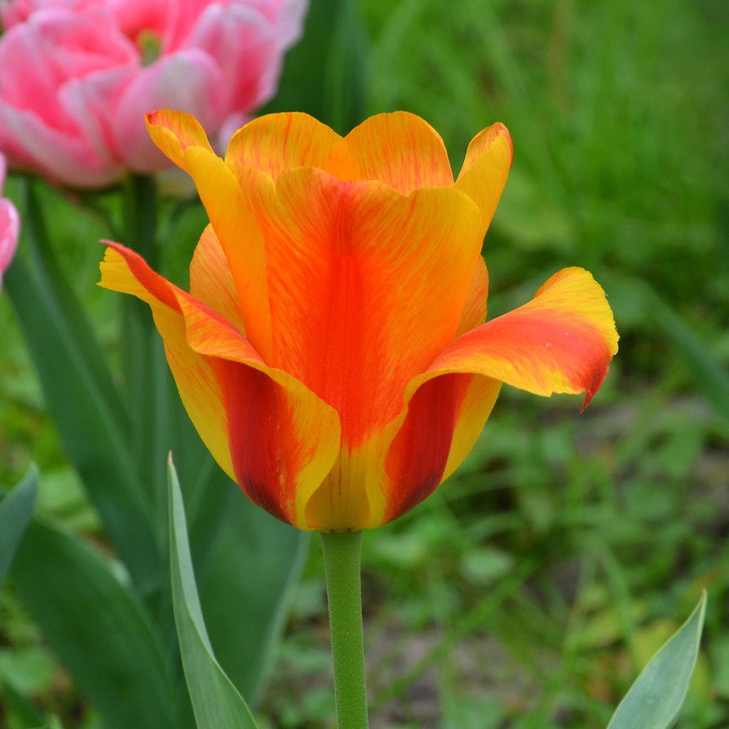 Tulipano El Niño