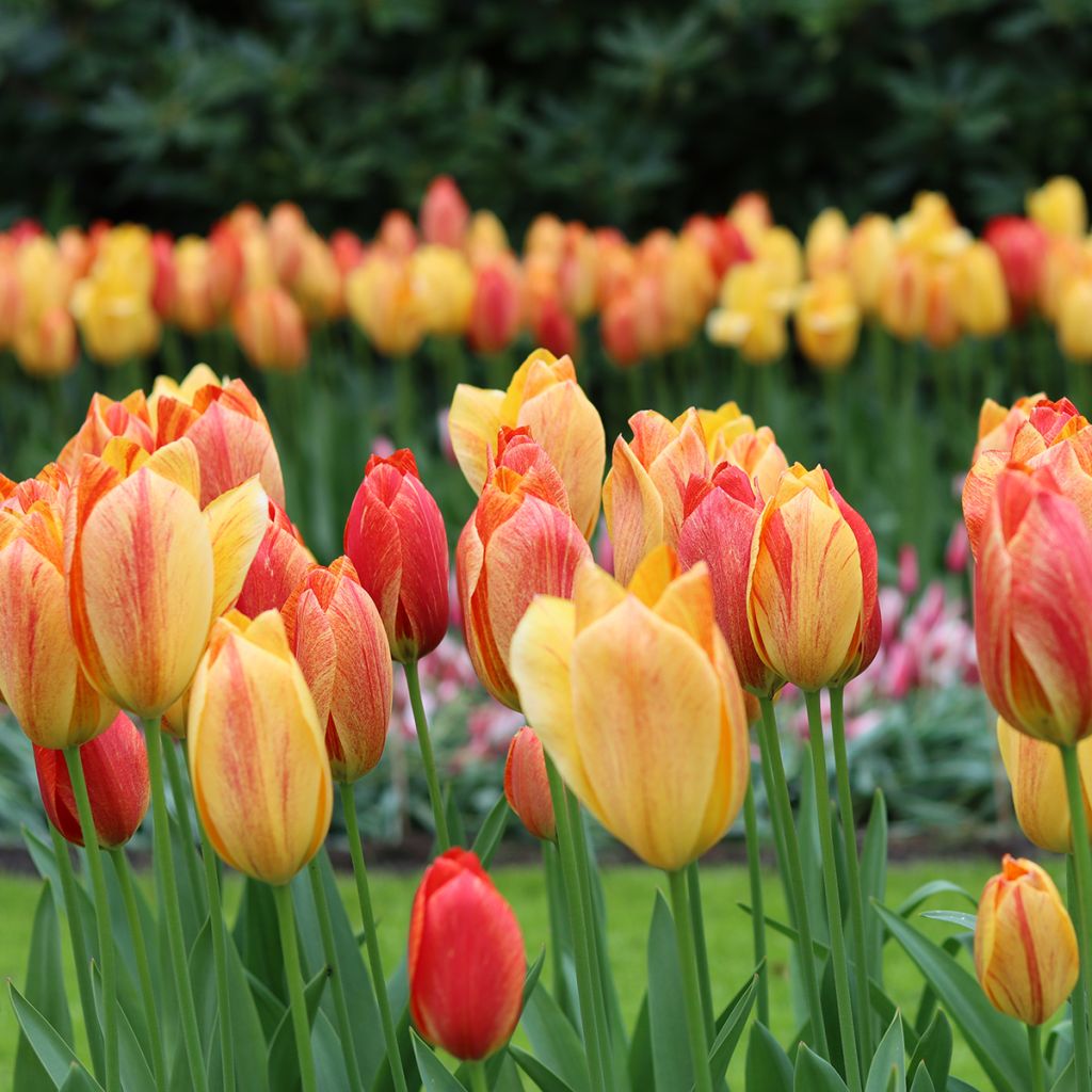 Tulipano Rhapsody of Smiles