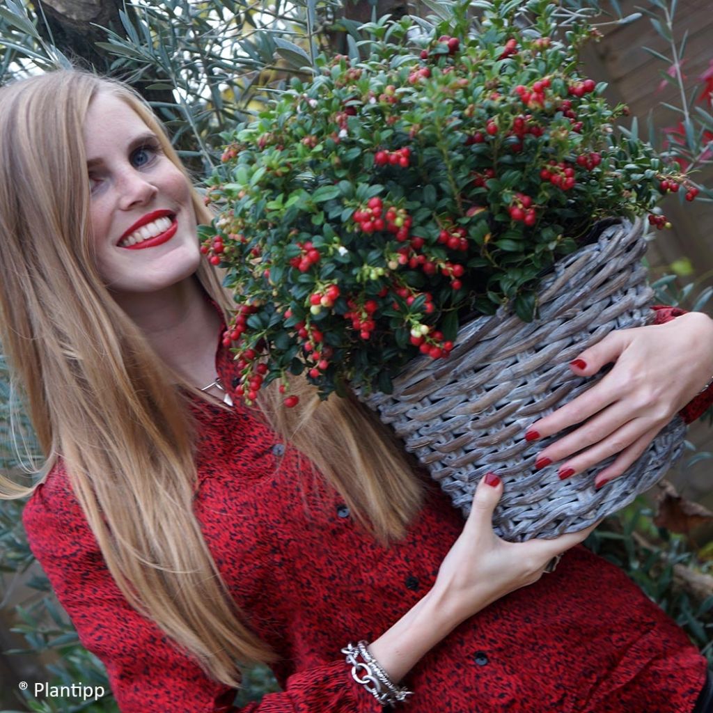 Vaccinium vitis-idaea Miss Cherry - Airelle rouge