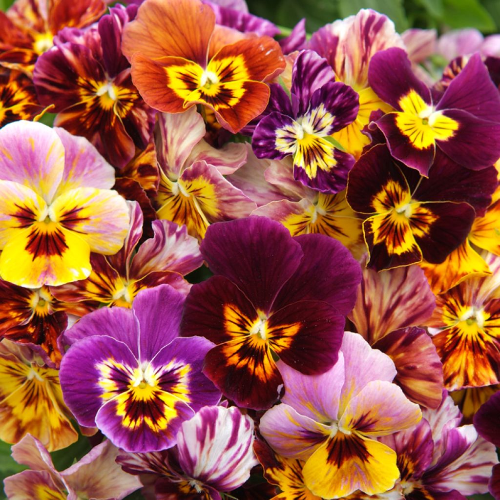 Viola Brush Strokes