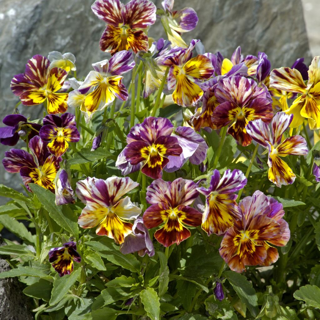 Viola Brush Strokes