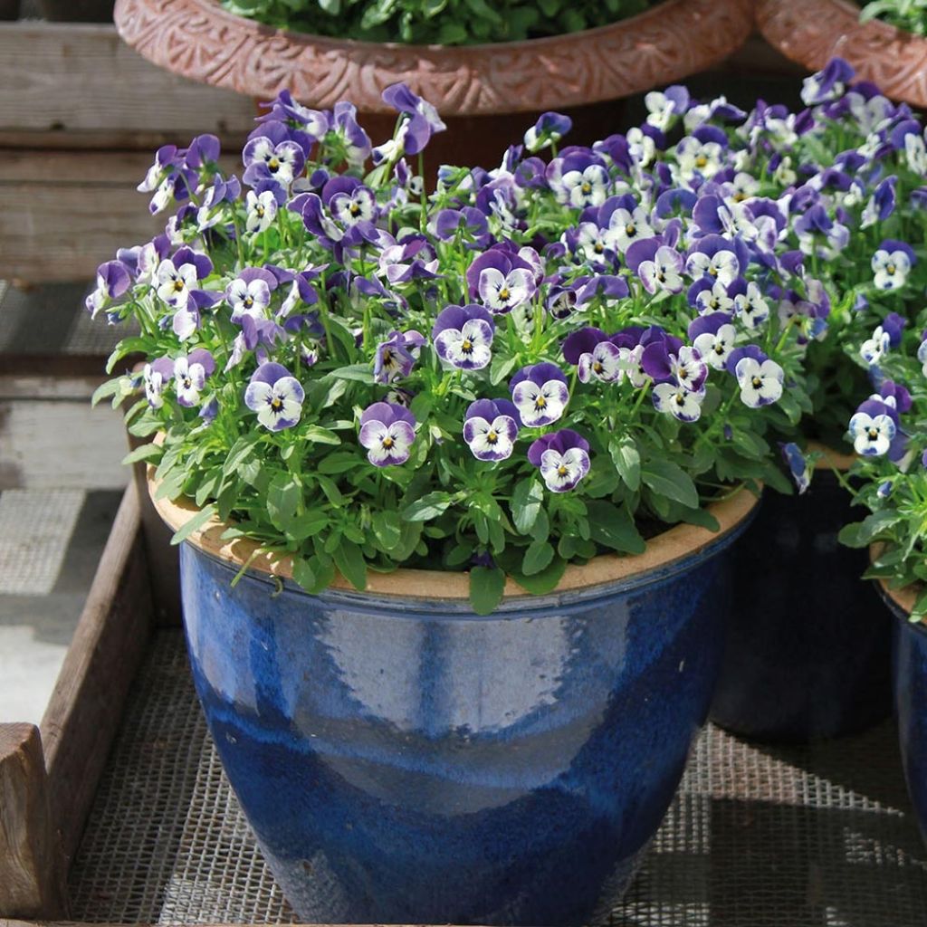 Viola cornuta Sorbet Delft Blue