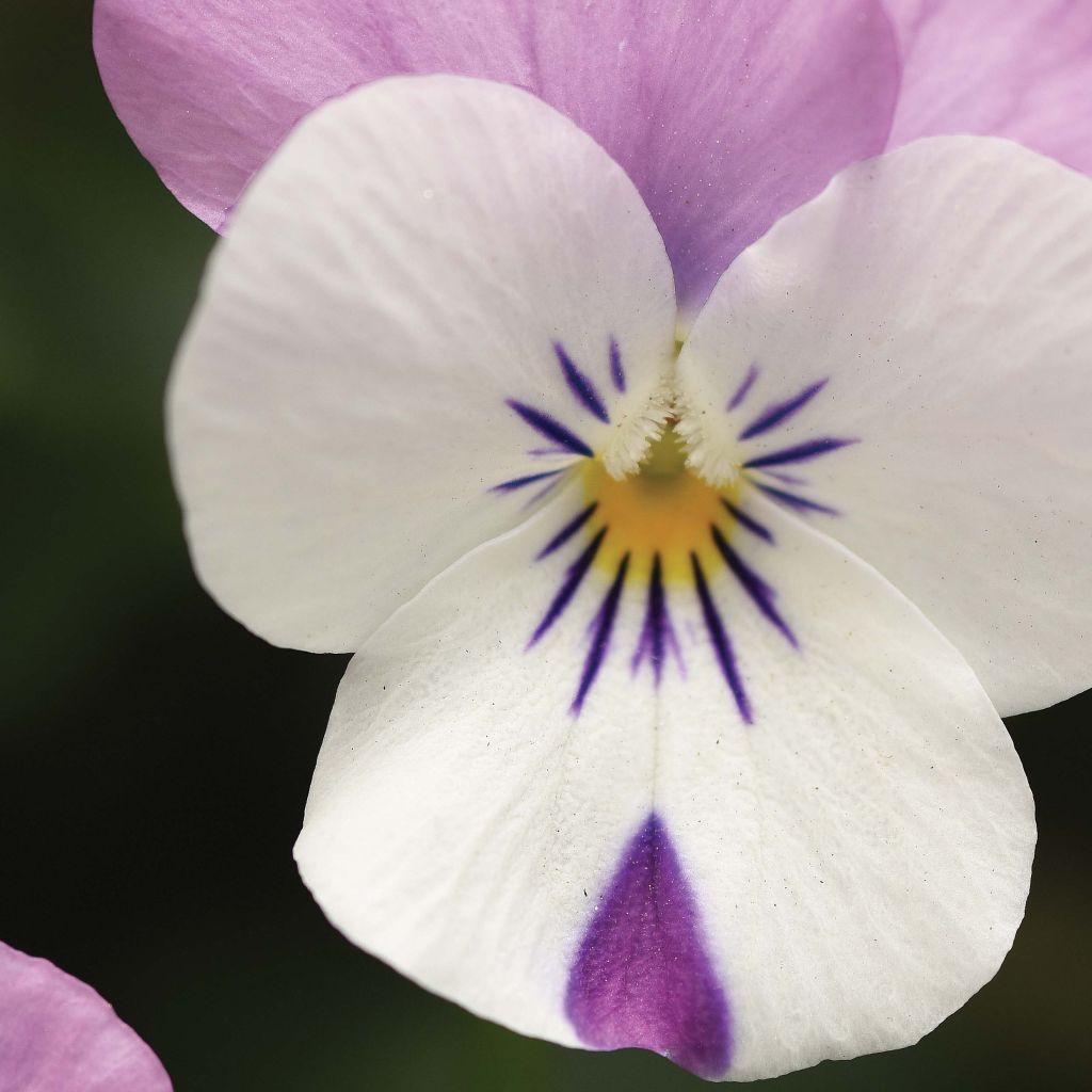 Violette cornue Sorbet XP Pink Wing Mini-motte - Viola cornuta