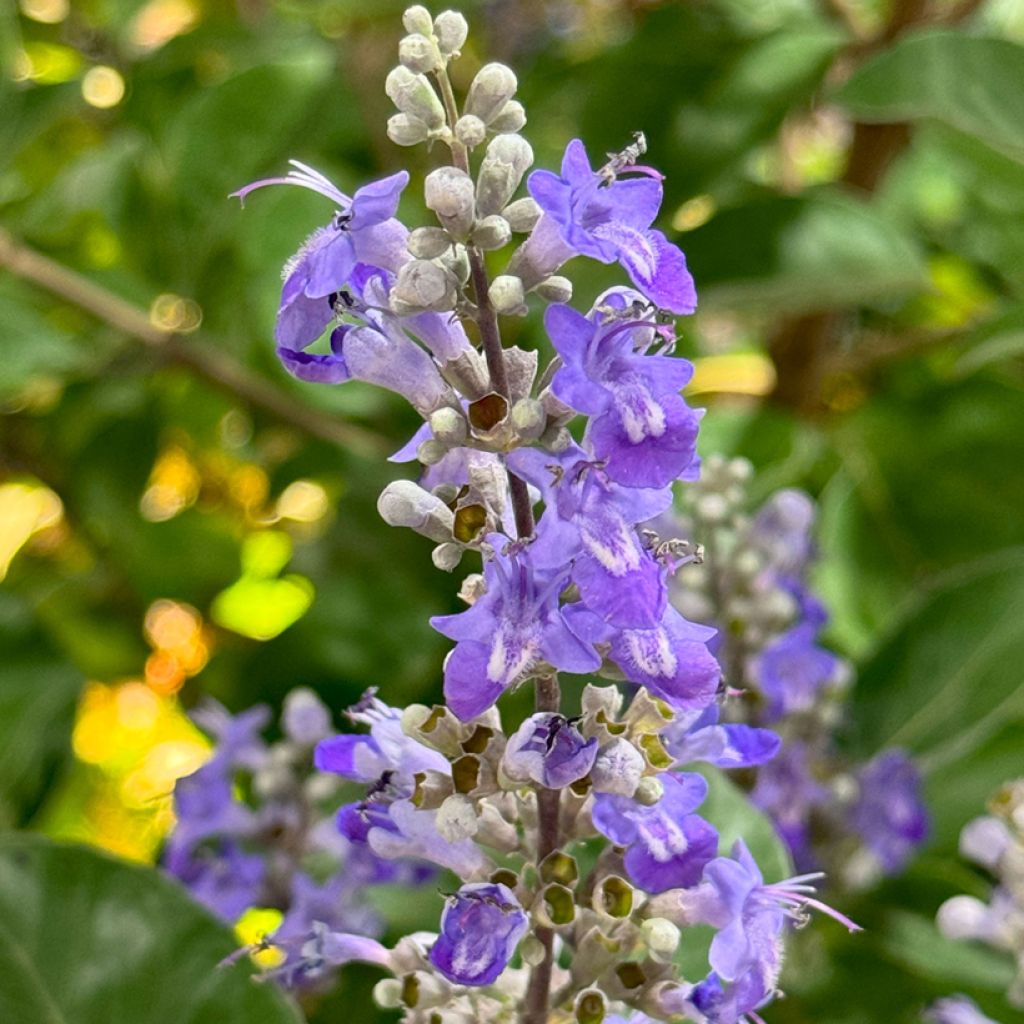 Vitex agnus-castus Chicagoland Blues - Agnocasto