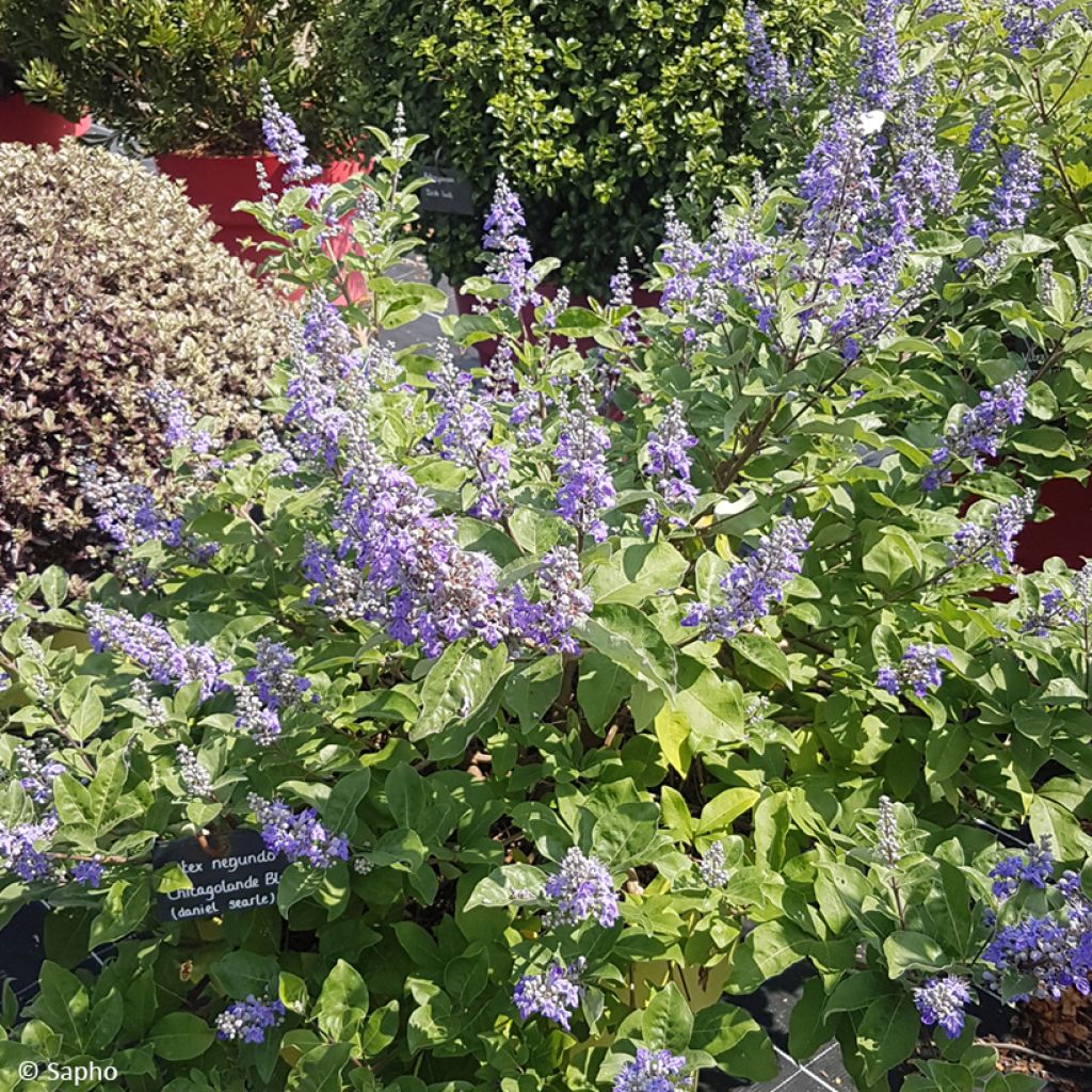 Vitex agnus-castus Chicagoland Blues - Agnocasto