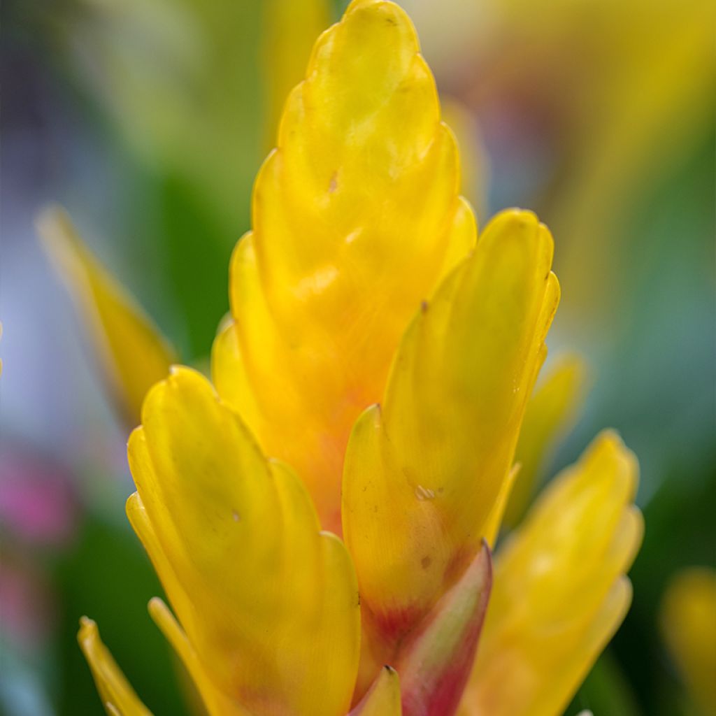 Vriesea Delphinus