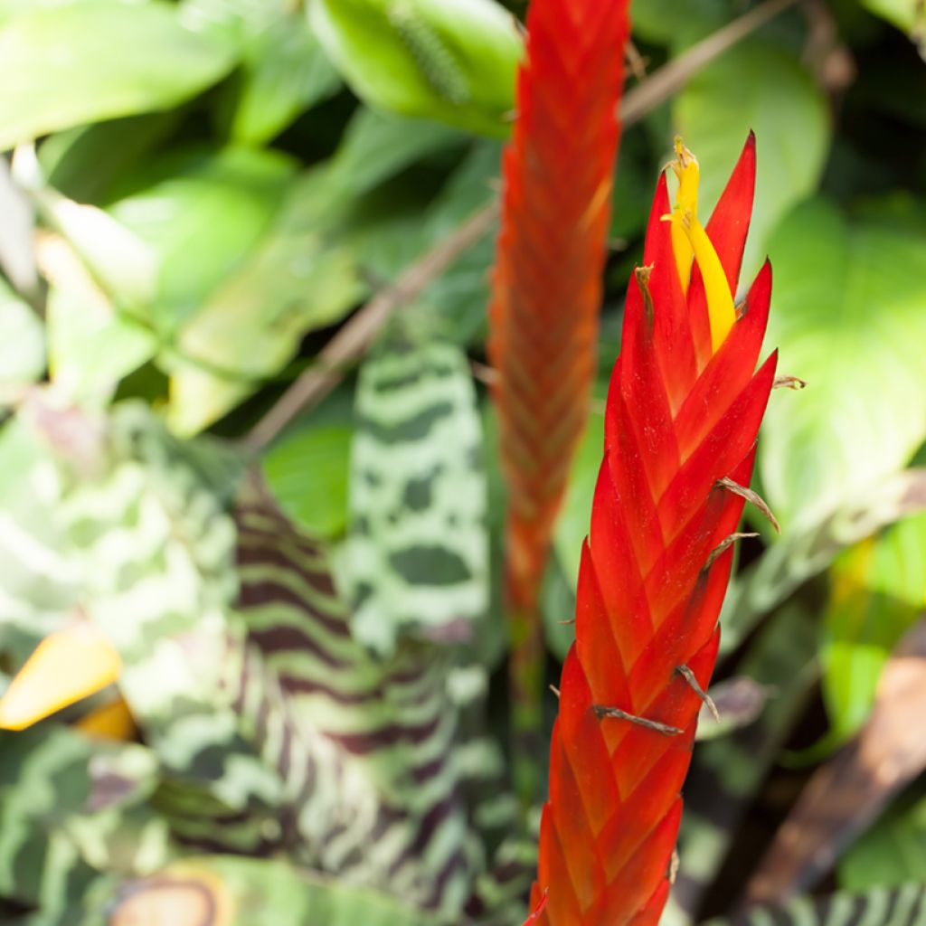 Vriesea Favoriet
