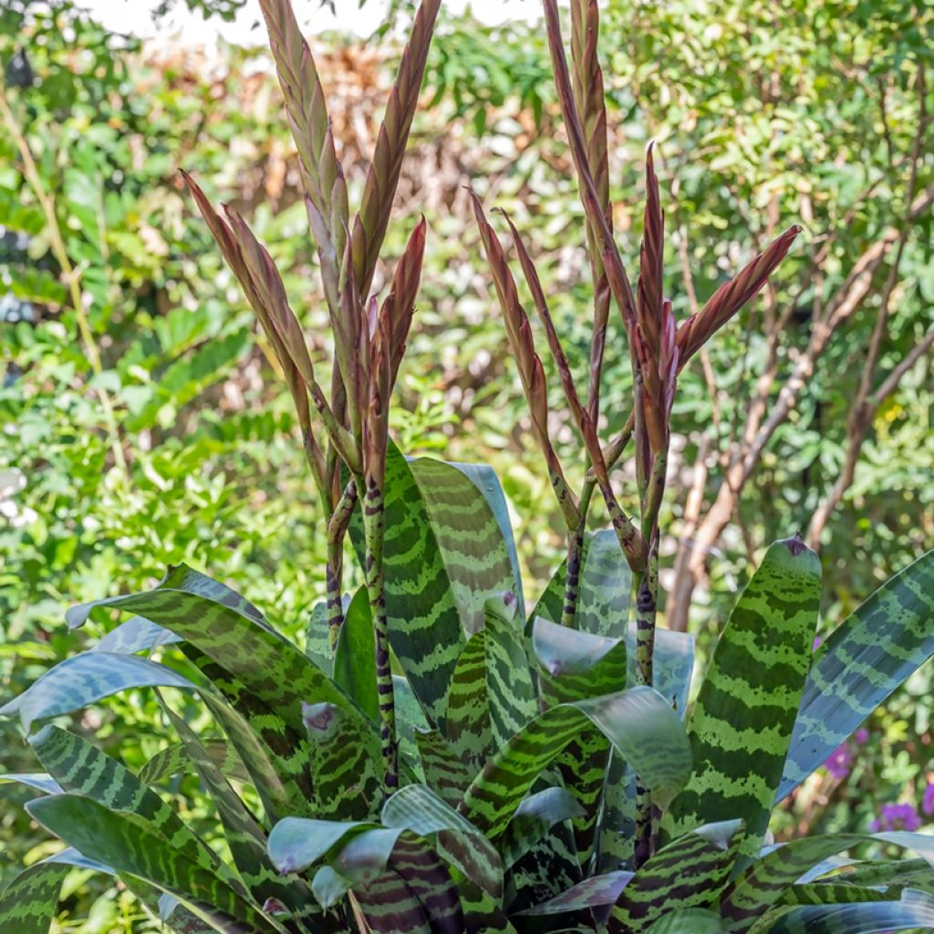 Vriesea Favoriet