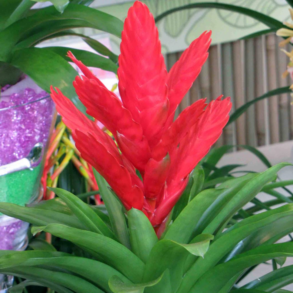 Vriesea Kallisto