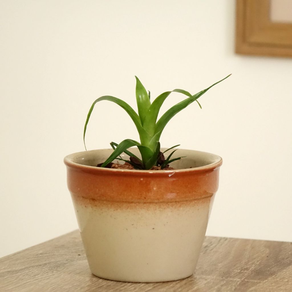 Vriesea Kallisto