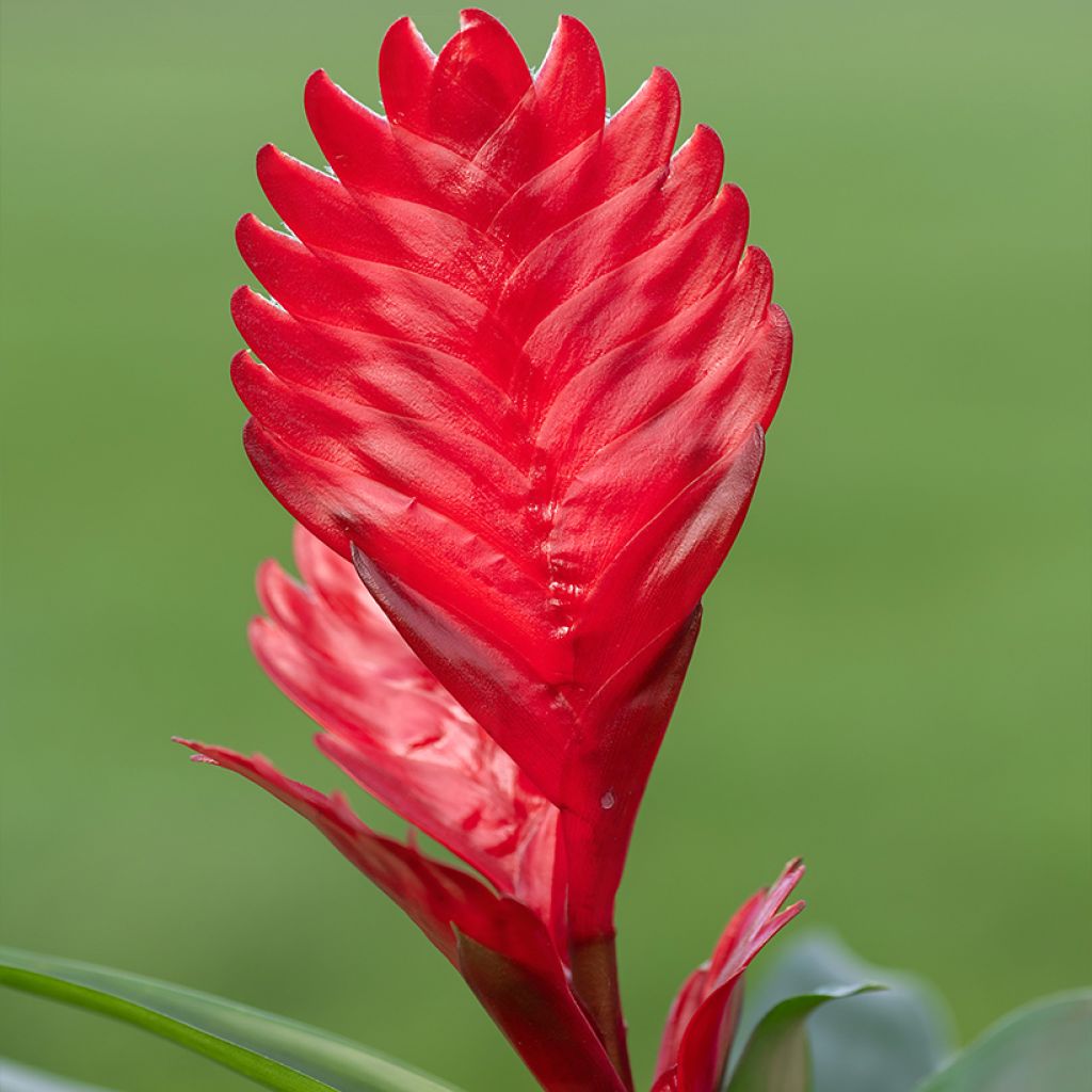 Vriesea Kallisto
